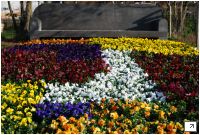 Frühjahrsflor Frühjahrsflor